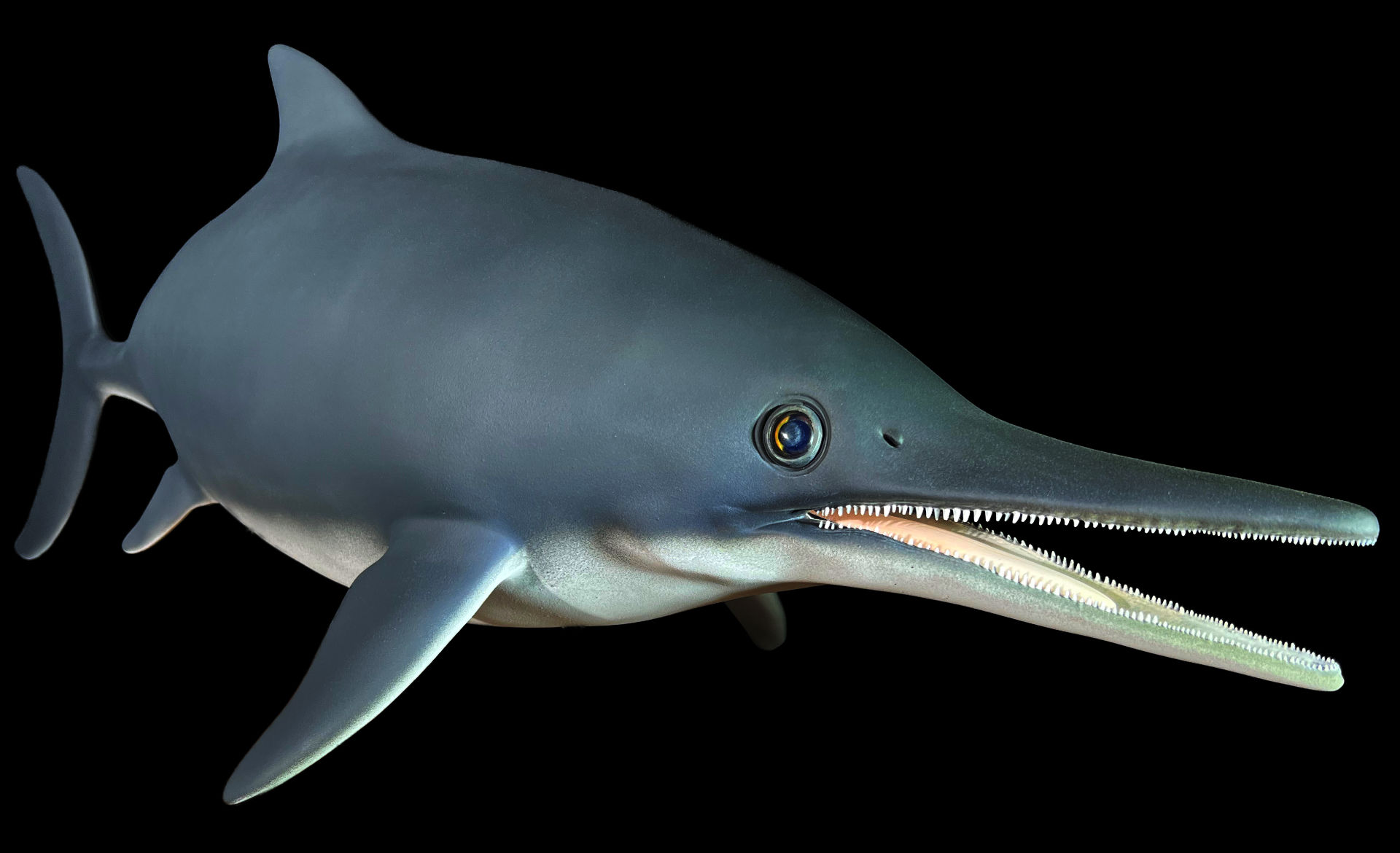 Fischsaurier • Fish dinosaur •&nbsp;Stenopterygius megacephalus - natural size 