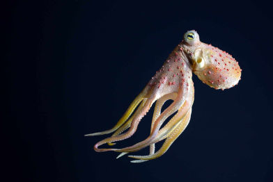 Oktopus 1 • Octopus • Octopus - 40 cm