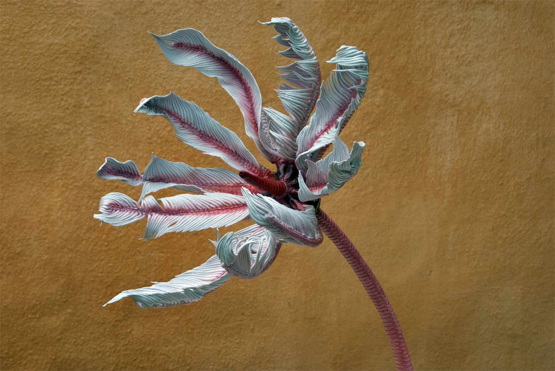 Seelilie • Sea lilie • Crinoide - 35 cm 