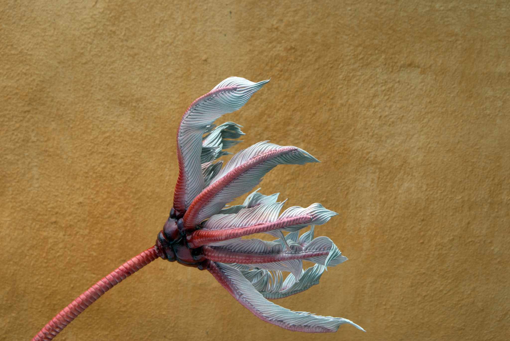 Seelilie • Sea lilie • Crinoide - 35 cm 