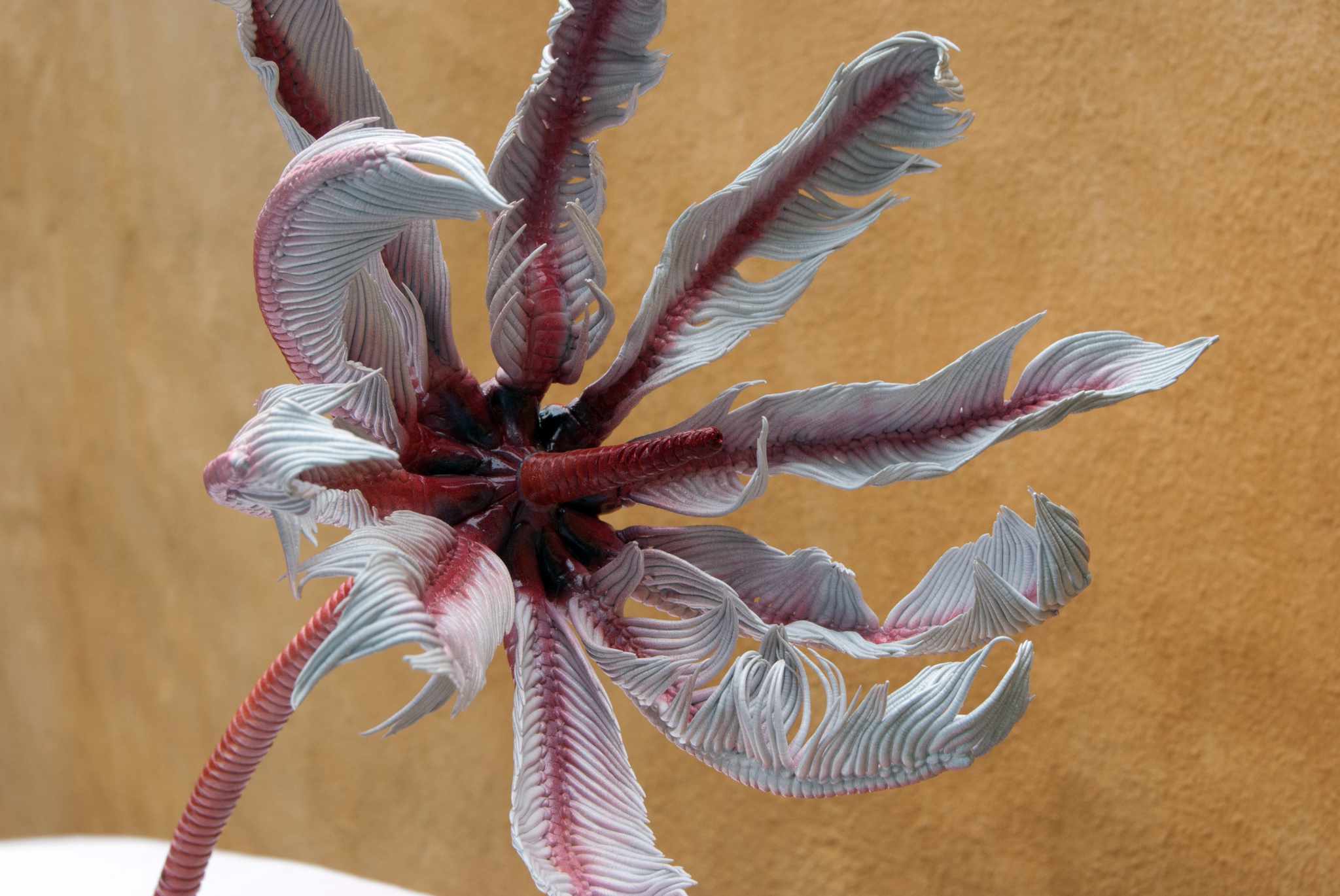 Seelilie • Sea lilie • Crinoide - 35 cm 