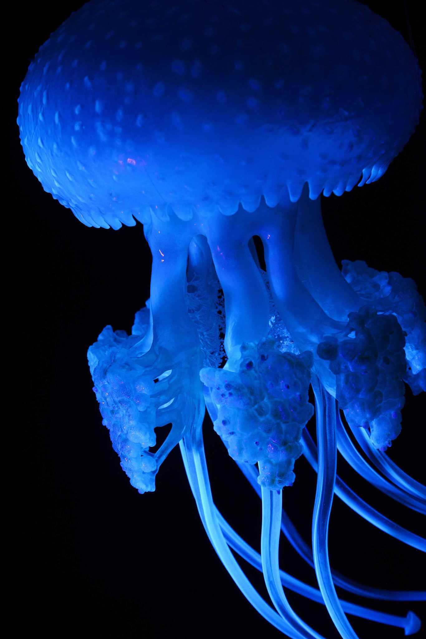 Wurzelmundqualle • White-spotted jellyfish • Phyllorhiza punctata - ø 38 cm 