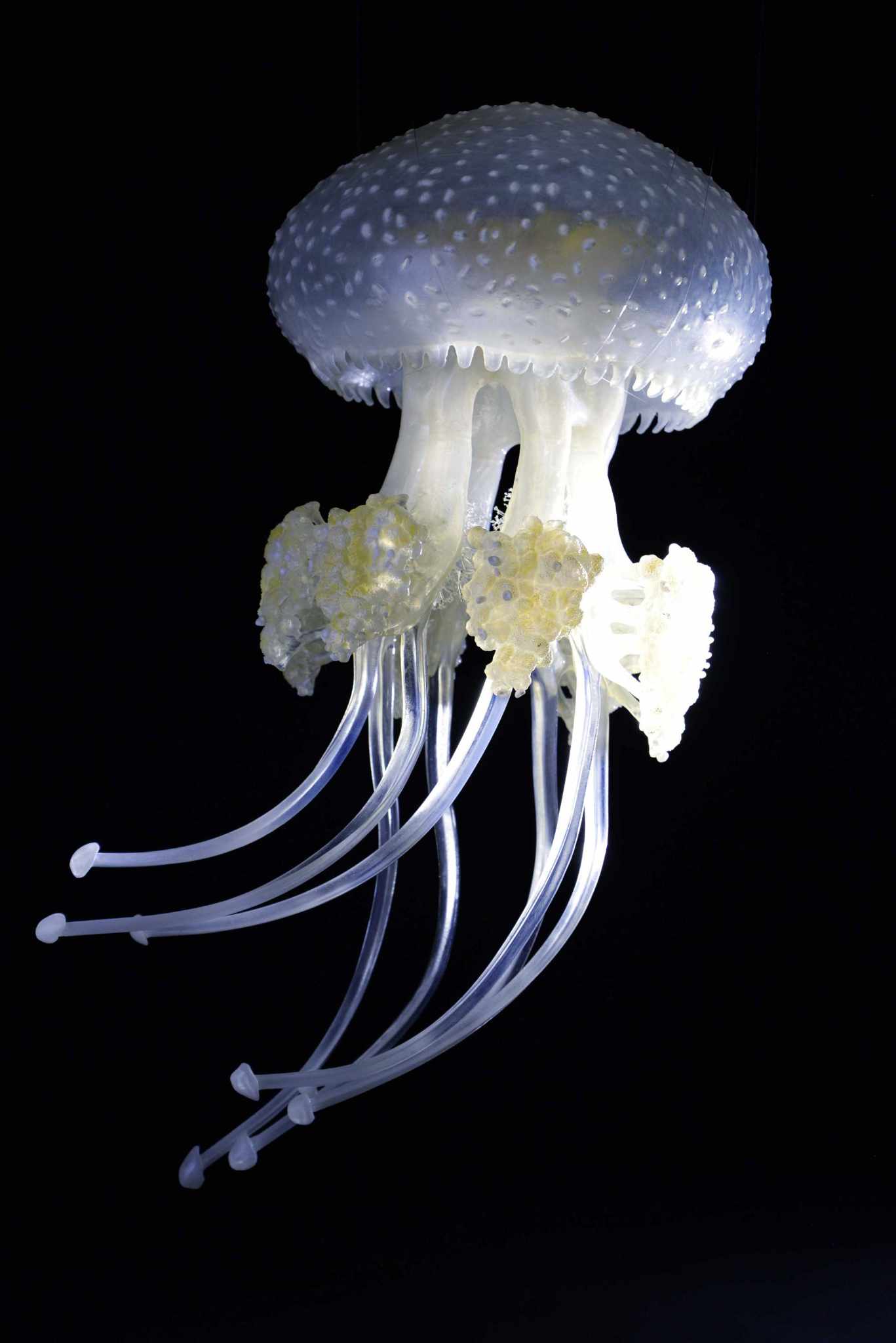 Wurzelmundqualle • White-spotted jellyfish • Phyllorhiza punctata - ø 38 cm 