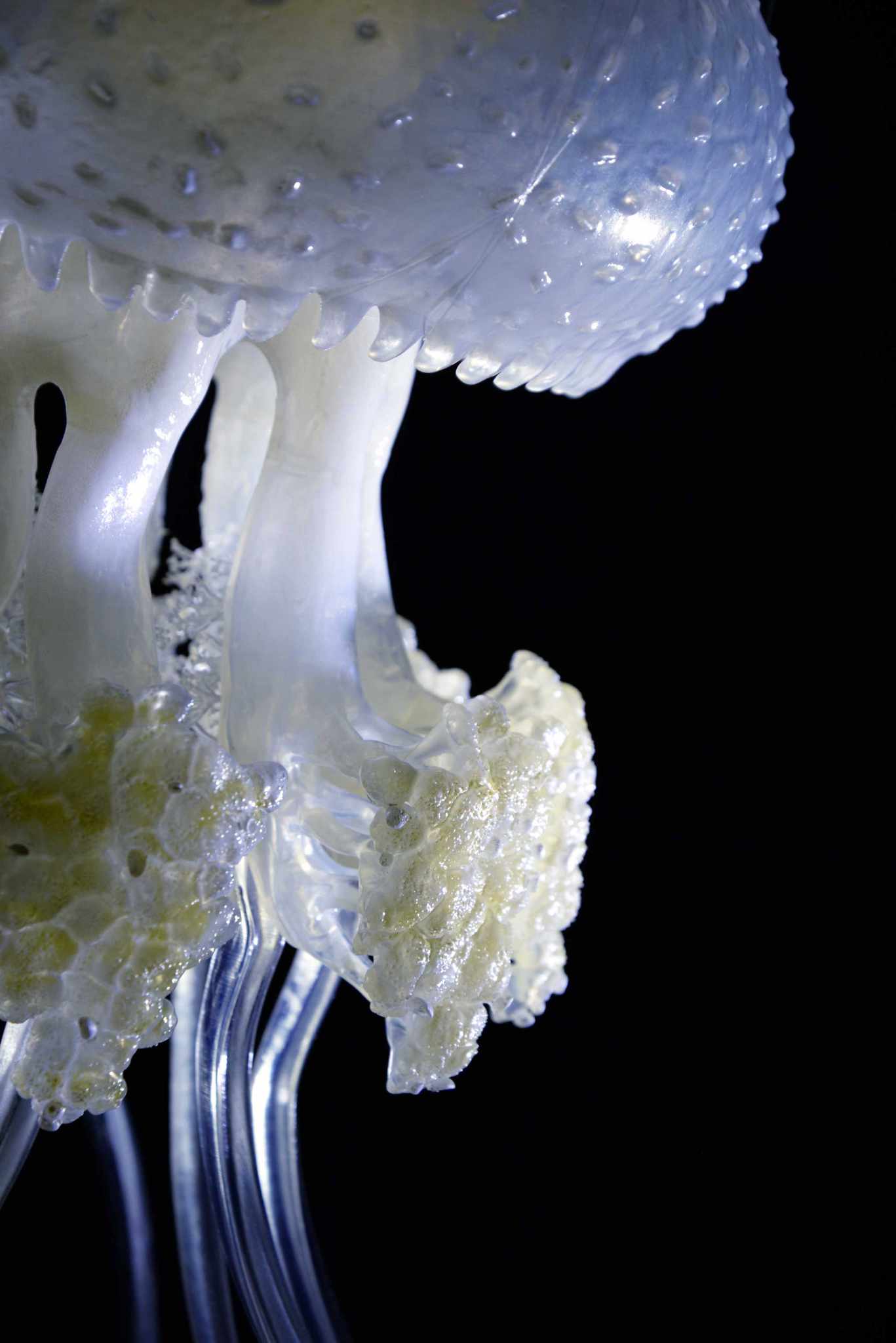 Wurzelmundqualle • White-spotted jellyfish • Phyllorhiza punctata - ø 38 cm 