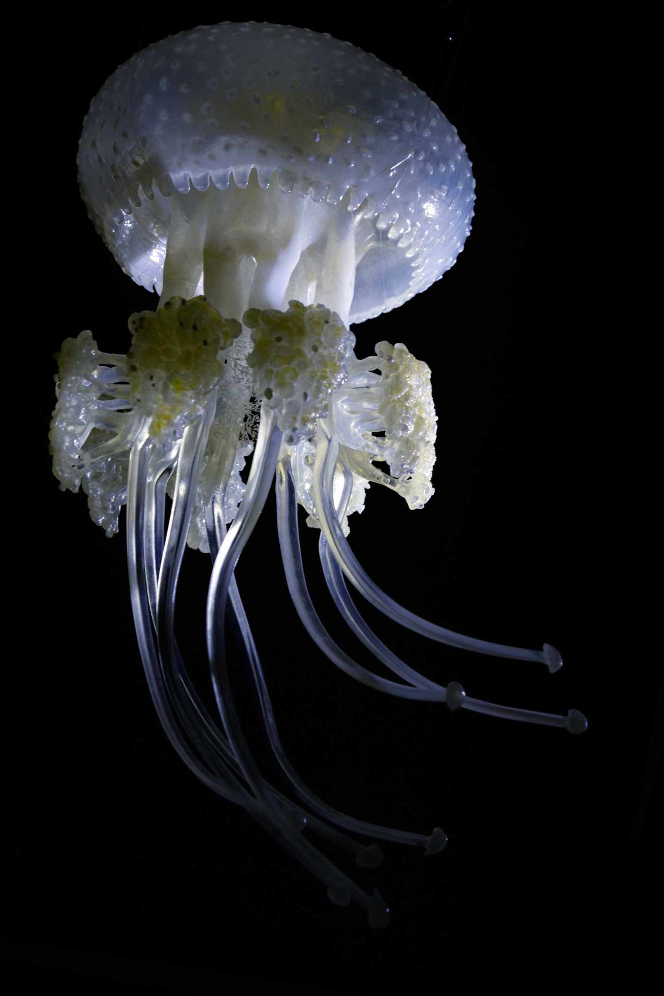 Wurzelmundqualle • White-spotted jellyfish • Phyllorhiza punctata - ø 38 cm 