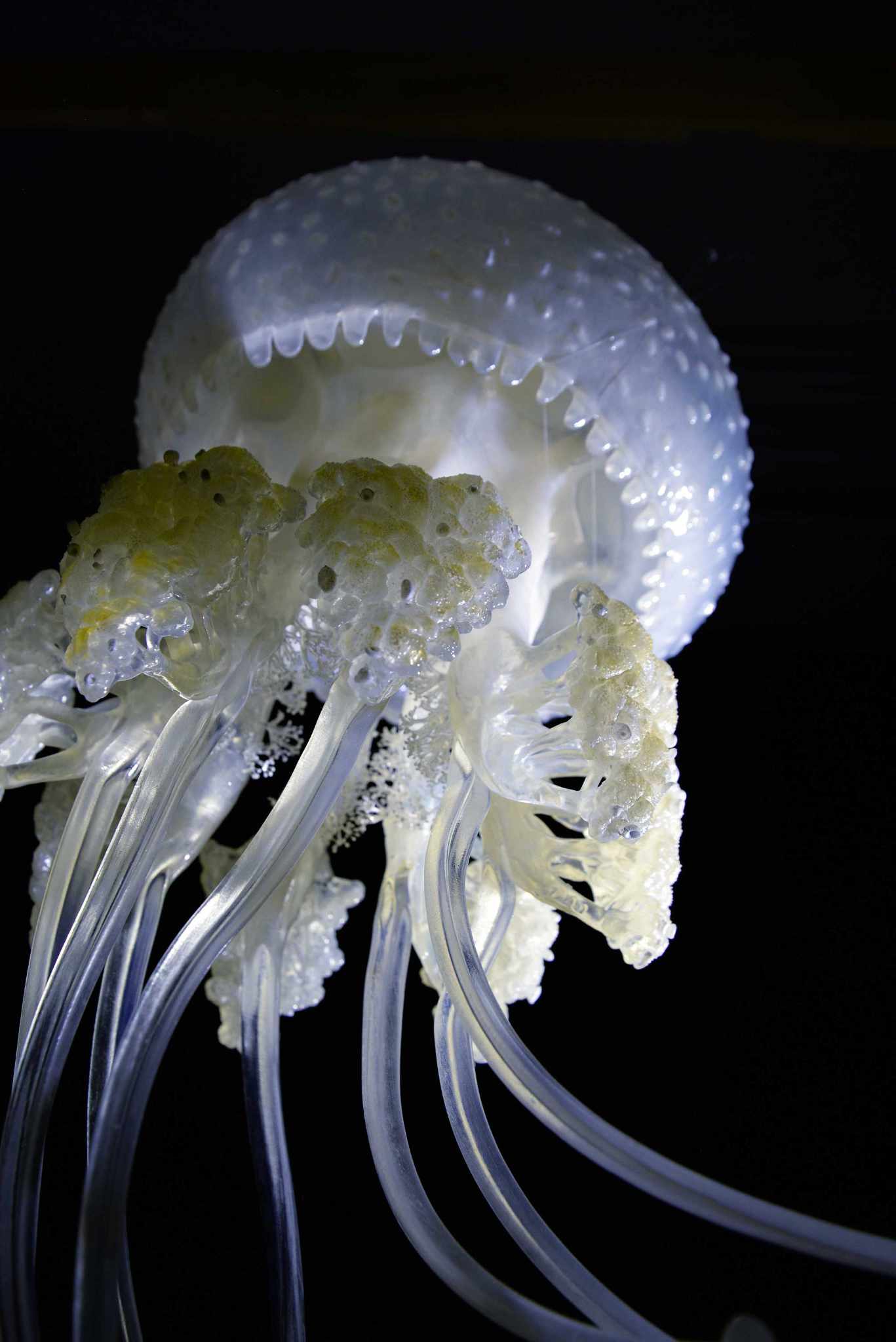 Wurzelmundqualle • White-spotted jellyfish • Phyllorhiza punctata - ø 38 cm 